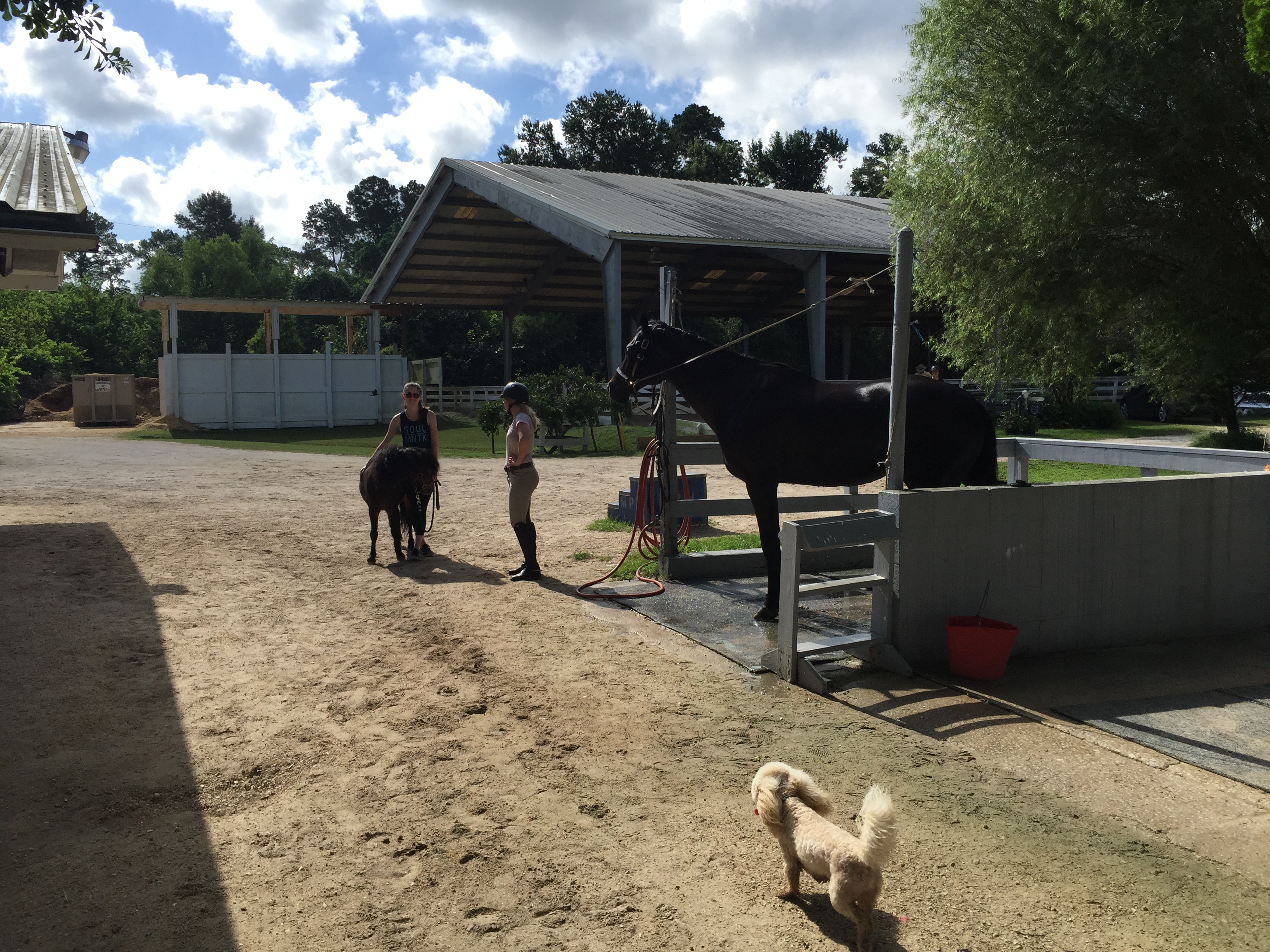 Houston Polo Club uses Tree Doctor Roy Rivers