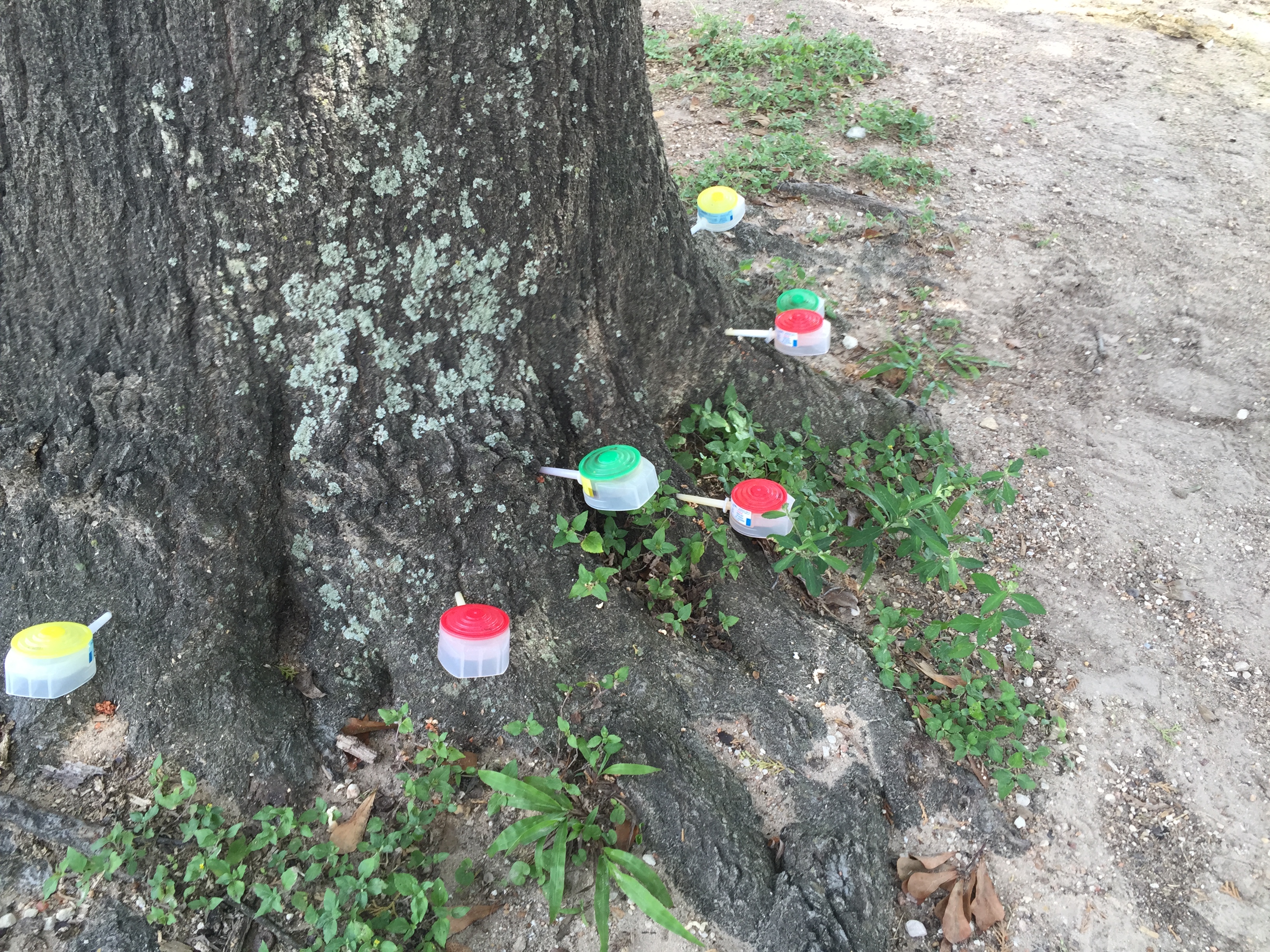 Tree Doctor providing systemic tree injections