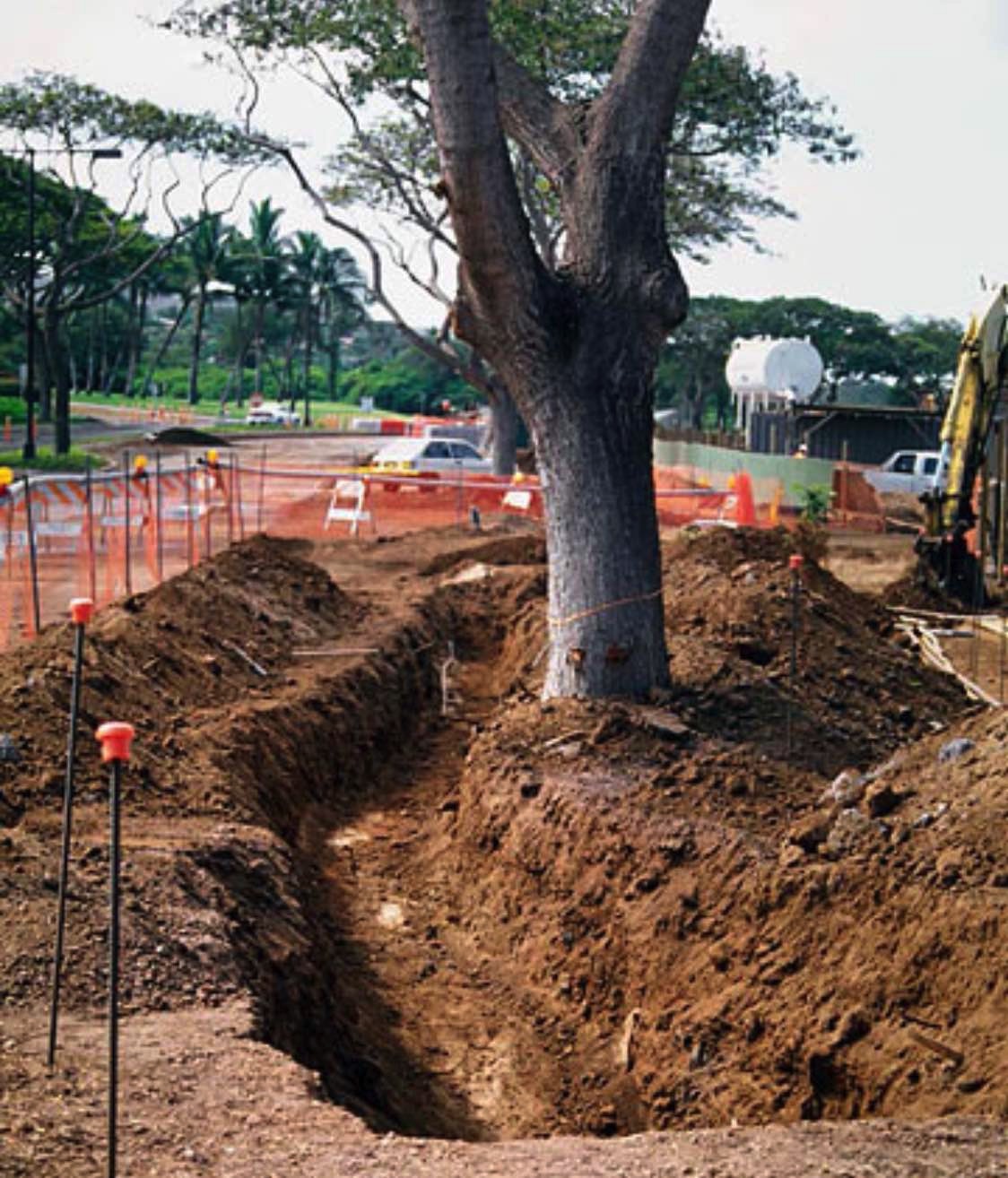 Construction Damaged Trees