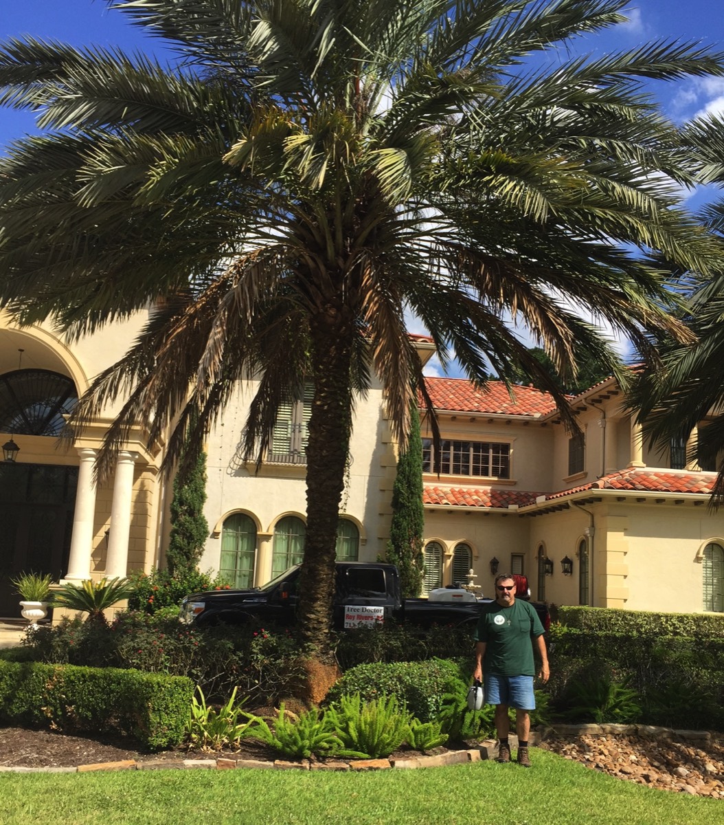 Palm Tree Treatments